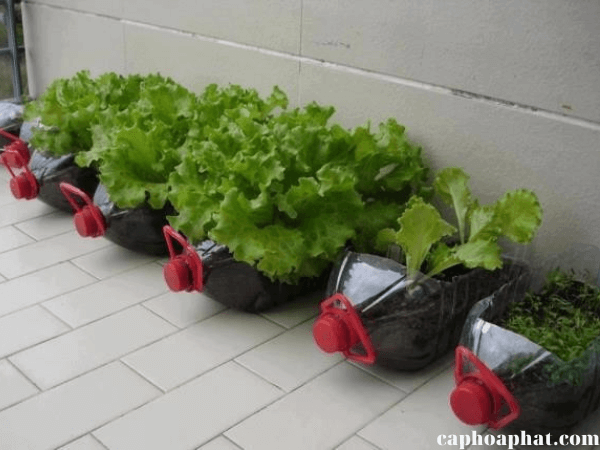 mẹo thiết kế trồng rau ban công tiết kiệm