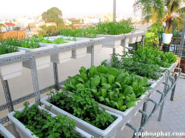 trồng rau ban công chung cư